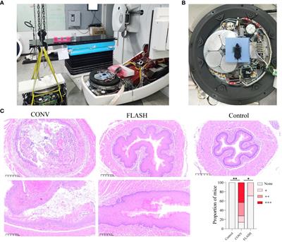 The sparing effect of ultra-high dose rate irradiation on the esophagus